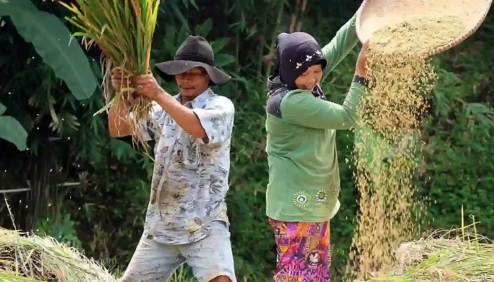Petani Apresiasi Prabowo, Panen dan Pupuk Membaik