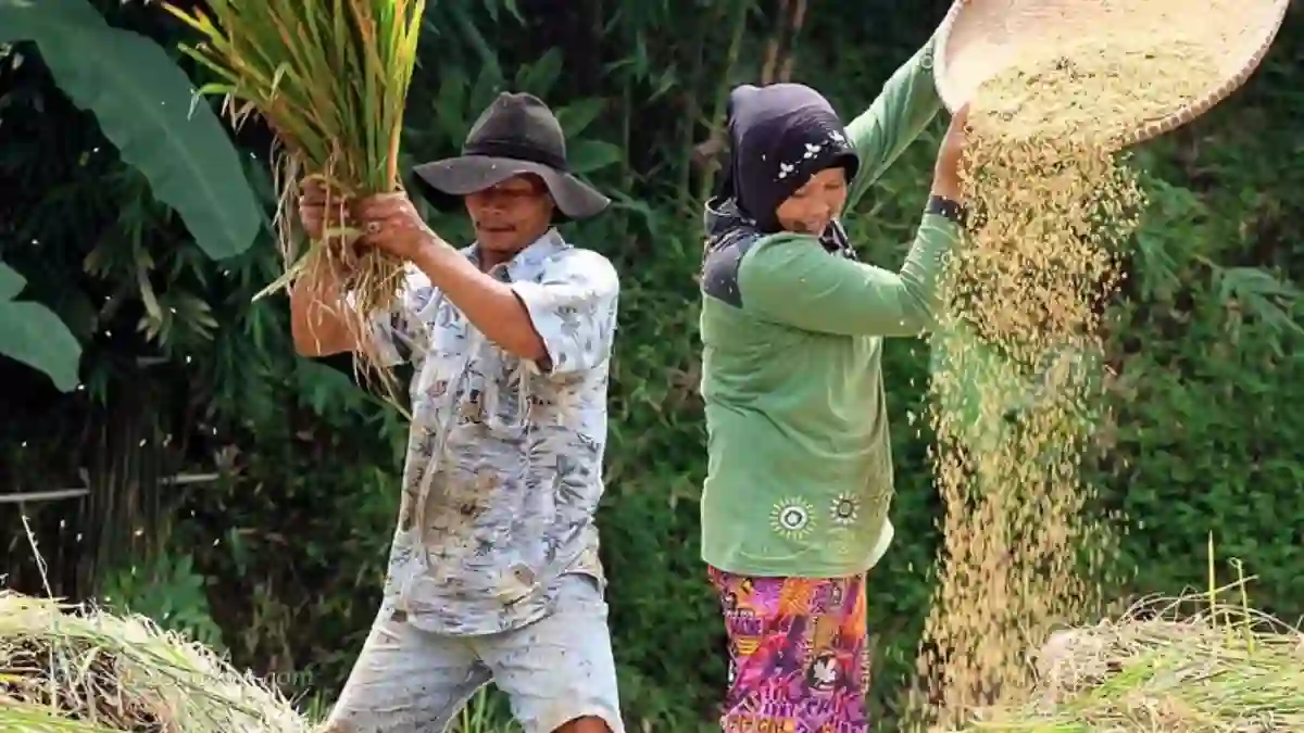 Produktivitas Petani Melonjak, Penyederhanaan Regulasi Pupuk Diapresiasi