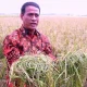 Rekor Stok Beras Tertinggi, Bukti Nyata Kedaulatan Pangan RI