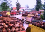 Reli Harga CPO Berlanjut, Minyak Kedelai Jadi Motor