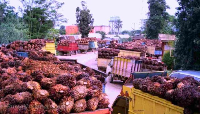 Reli Harga CPO Berlanjut, Minyak Kedelai Jadi Motor