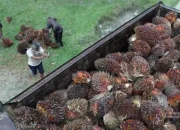 CPO Siap Nanjak ke 4.350 Ringgit, Ditopang Impor India dan Konflik Timur Tengah
