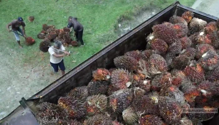 CPO Siap Nanjak ke 4.350 Ringgit, Ditopang Impor India dan Konflik Timur Tengah