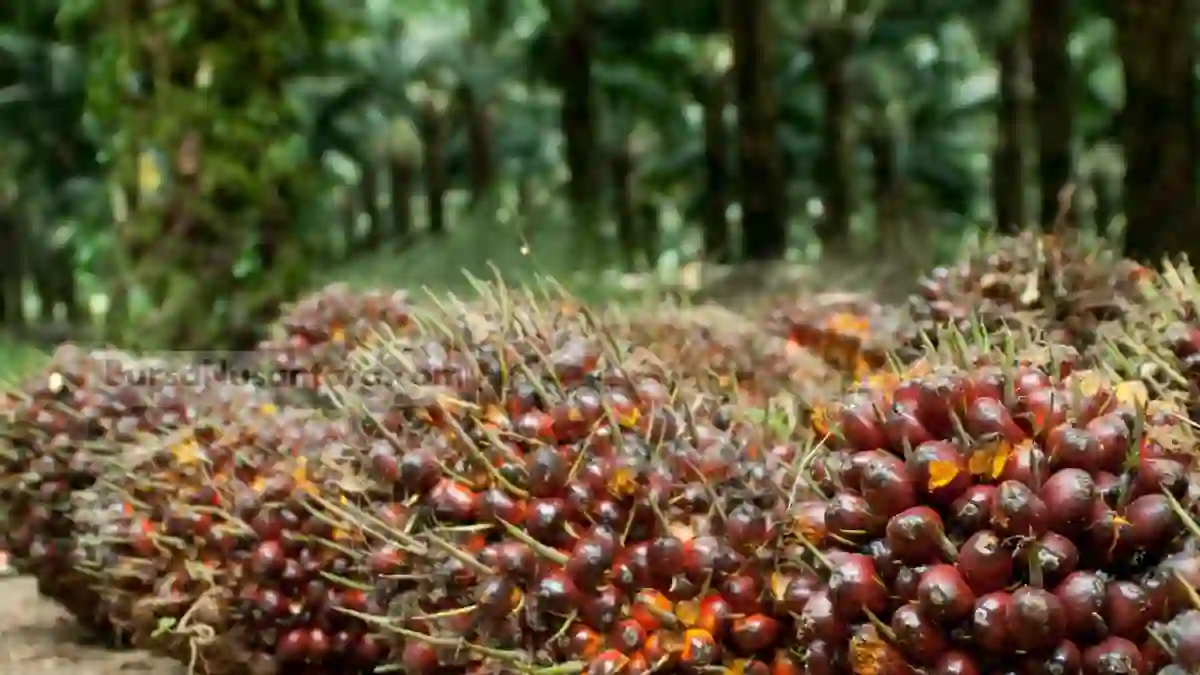 Harga CPO Terkoreksi Tipis, Pasar Mulai Antisipasi Risiko Surplus