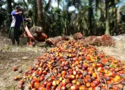 Harga CPO Tertekan Sentimen Bearish, Pasar Pantau Potensi Lonjakan Produksi