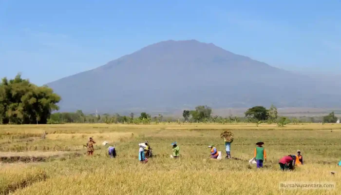 Listrik Sawah Jadi Senjata Produksi Beras Sawah Ngawi