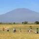 Listrik Sawah Jadi Senjata Produksi Beras Sawah Ngawi