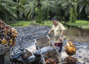 Harga CPO Tersungkur, Bursa Malaysia Goyang