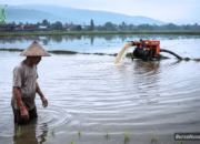 Banjir Kudus 2026 2.873 Hektare Sawah Terancam Puso!