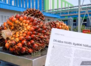 Dividen Saham SSMS Rp800 Miliar Cair, Masih Layak Kejar?